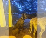 Small #3 Great Dane