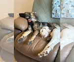 Small #27 German Shepherd Dog