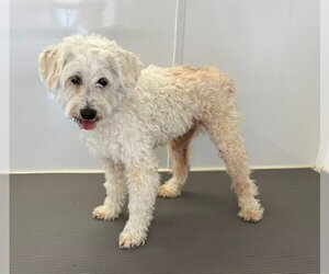 Poodle (Miniature) Dogs for adoption in Downey, CA, USA