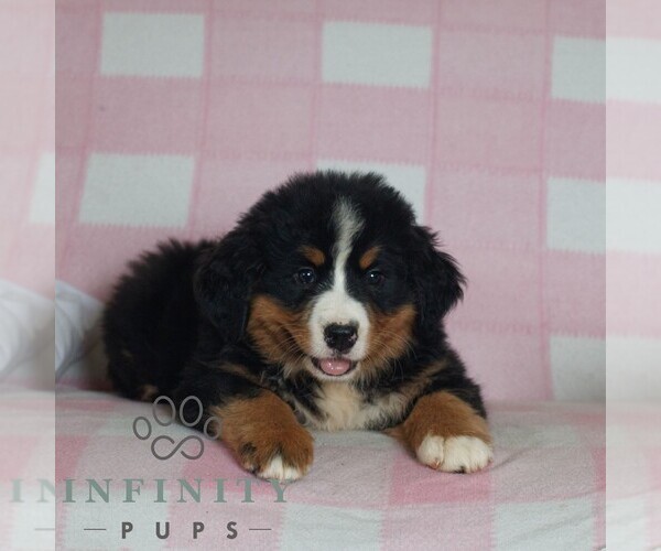 Medium Photo #3 Bernese Mountain Dog Puppy For Sale in ATGLEN, PA, USA