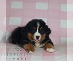 Small #2 Bernese Mountain Dog