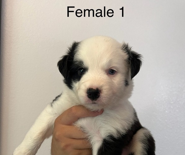 Medium Photo #7 Border-Aussie Puppy For Sale in GLENDORA, CA, USA