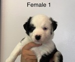 Small #6 Border-Aussie