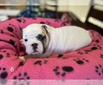 Small Photo #7 Bulldog Puppy For Sale in BELTON, MO, USA