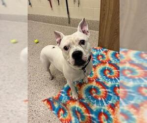 Medium American Bulldog