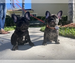 French Bulldog Puppy for sale in WELLINGTON, FL, USA
