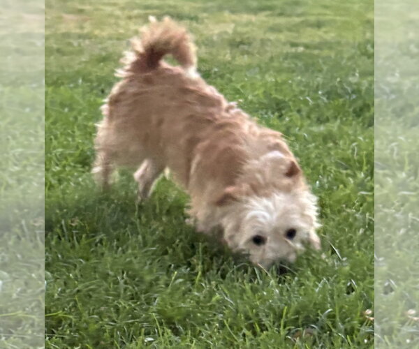Medium Photo #6 Mutt Puppy For Sale in Sandy, UT, USA