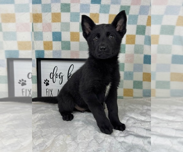 Medium Photo #4 German Shepherd Dog Puppy For Sale in FRANKLIN, IN, USA