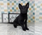 Small #3 German Shepherd Dog