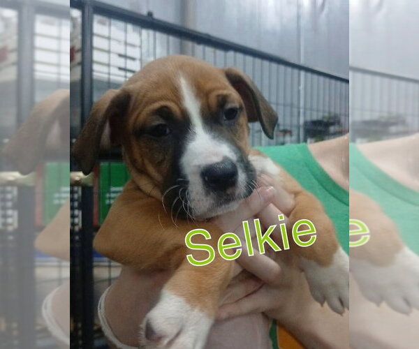 Medium Photo #7 Mutt Puppy For Sale in Evansville, IN, USA