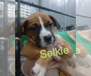 Selkie - Female Mutt Dog for Adoption - Photo #7