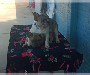 French Bulldog Puppy for sale in MERRITT ISLAND, FL, USA