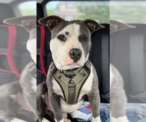 American Pit Bull Terrier-American Staffordshire Terrier Mix Dogs for adoption in Wenonah, NJ, USA