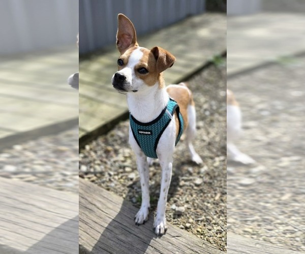 Medium Photo #6 Jack Russell Terrier-Unknown Mix Puppy For Sale in Woodsfield, OH, USA