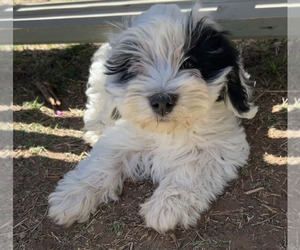 Havanese Puppy for sale in LEVELLAND, TX, USA