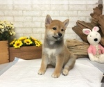 Small Photo #4 Shiba Inu Puppy For Sale in REDWOOD CITY, CA, USA