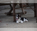 Small Photo #9 Pembroke Welsh Corgi Puppy For Sale in CASTROVILLE, TX, USA