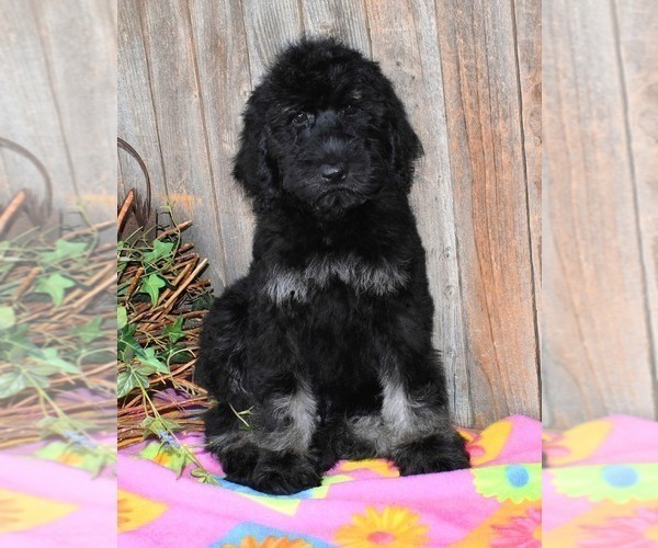 Medium Photo #14 Australian Labradoodle Puppy For Sale in ASPERMONT, TX, USA