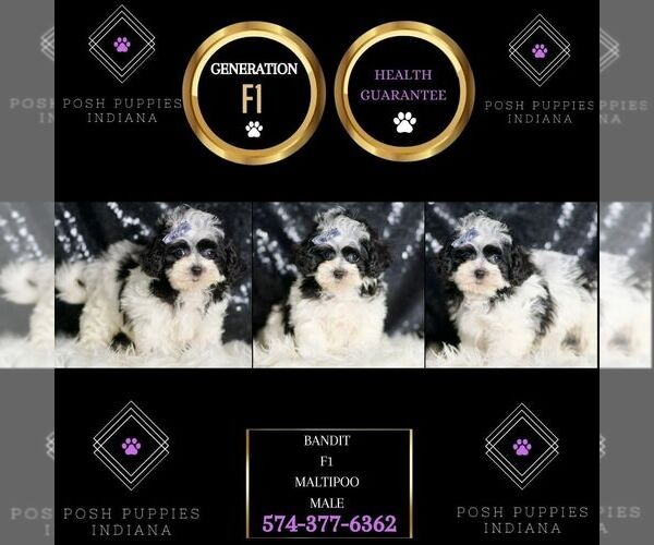 Medium Photo #2 Maltipoo Puppy For Sale in WARSAW, IN, USA