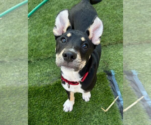 Medium Photo #12 Australian Shepherd-Catahoula Leopard Dog Mix Puppy For Sale in Cave Creek, AZ, USA
