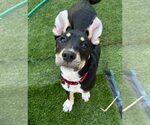 Small #11 Australian Shepherd-Catahoula Leopard Dog Mix