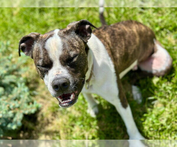 Medium Photo #5 Mutt Puppy For Sale in Brights Grove, Ontario, Canada