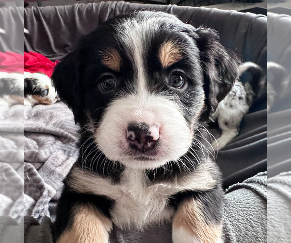 Medium Photo #2 Australian Shepherd-Bernedoodle Mix Puppy For Sale in MELROSE, NY, USA