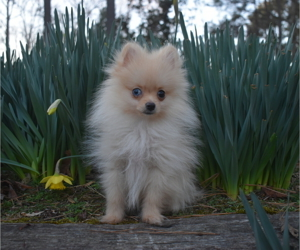 Medium Photo #18 Pomeranian Puppy For Sale in DINWIDDIE, VA, USA