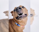 Small #8 Labrador Retriever Mix