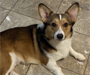 Pembroke Welsh Corgi Puppy for sale in HAYWARD, CA, USA