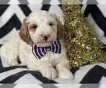 Small Photo #2 Goldendoodle-Poodle (Miniature) Mix Puppy For Sale in CEDAR LANE, PA, USA