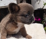 Small Photo #20 French Bulldog Puppy For Sale in GOSHEN, IN, USA