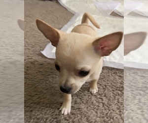 Chihuahua Puppy for sale in HOPEWELL, VA, USA