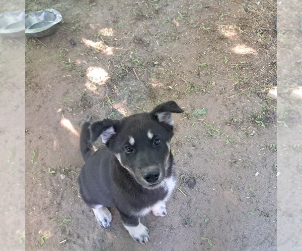 Medium Photo #1 German Shorthaired Lab-Texas Heeler Mix Puppy For Sale in Floradale, Ontario, Canada