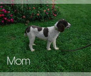 Mother of the Sheepadoodle puppies born on 08/11/2020