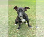 Small #4 Dachshund Mix