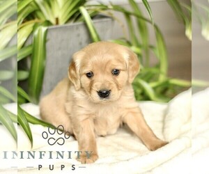 Golden Retriever Puppy for sale in STRASBURG, PA, USA
