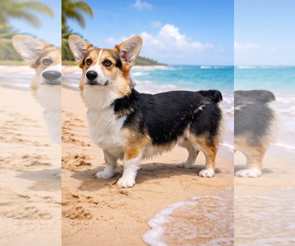 Medium Photo #1 Mutt Puppy For Sale in Bon Carbo, CO, USA