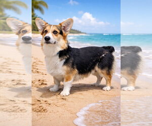 Mutt Dogs for adoption in Bon Carbo, CO, USA