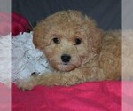 Small Photo #2 Pookimo Puppy For Sale in GORDONVILLE, PA, USA