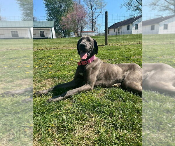 Medium Photo #1 Great Dane Puppy For Sale in Osgood, IN, USA