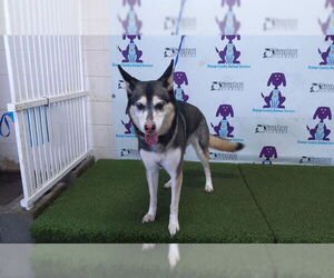 Gerberian Shepsky Dogs for adoption in Orlando, FL, USA