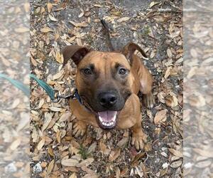 Staffordshire Bull Terrier Dogs for adoption in Palmetto, FL, USA
