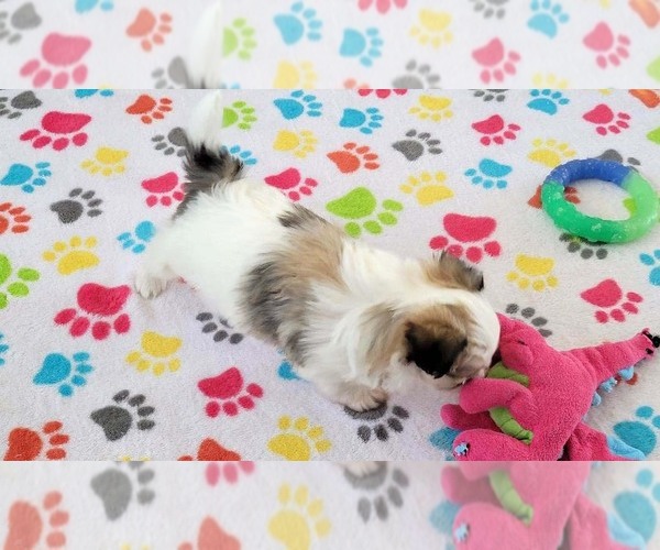 Medium Photo #7 Papitese Puppy For Sale in ORO VALLEY, AZ, USA