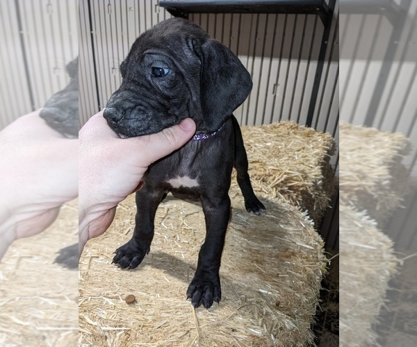 Medium Photo #4 Great Dane Puppy For Sale in PORT ORCHARD, WA, USA