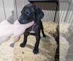 Small Photo #4 Great Dane Puppy For Sale in PORT ORCHARD, WA, USA