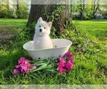 Small Photo #13 American Eskimo Dog-Pomsky Mix Puppy For Sale in NILES, OH, USA