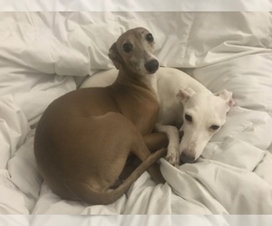 Mother of the Italian Greyhound puppies born on 08/24/2019