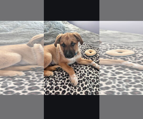 Medium Photo #2 Mutt Puppy For Sale in Marine City, MI, USA