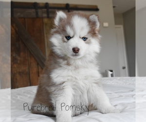 Pomsky Puppy for sale in KANSAS CITY, MO, USA
